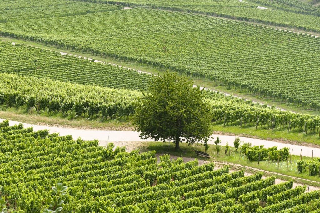 coteaux du lyonnais